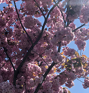 blossom